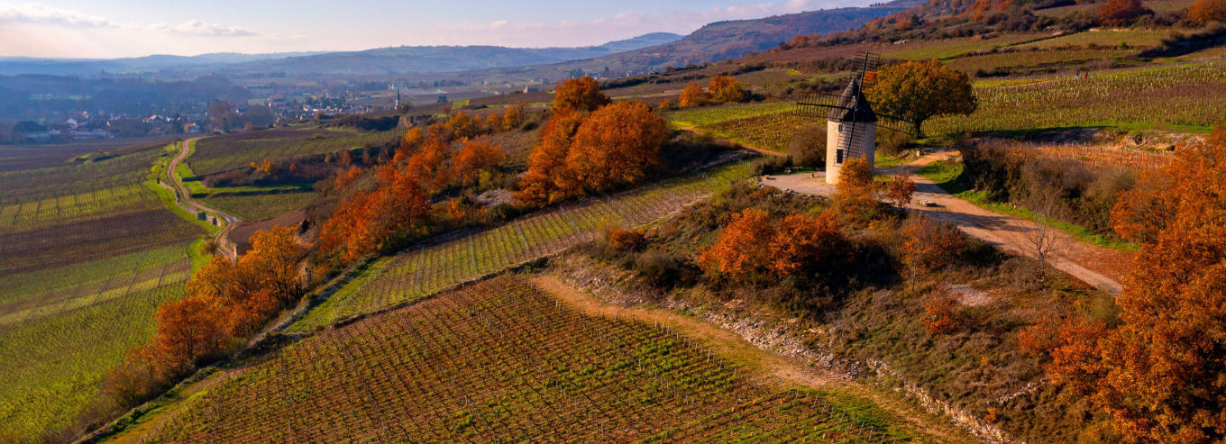 Marchand & Burch aerial view of vineyard